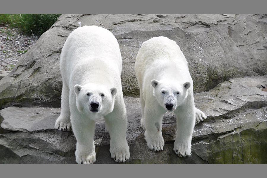 Eisbären Sizzel und Noria im Polarium des Zoos Rostock