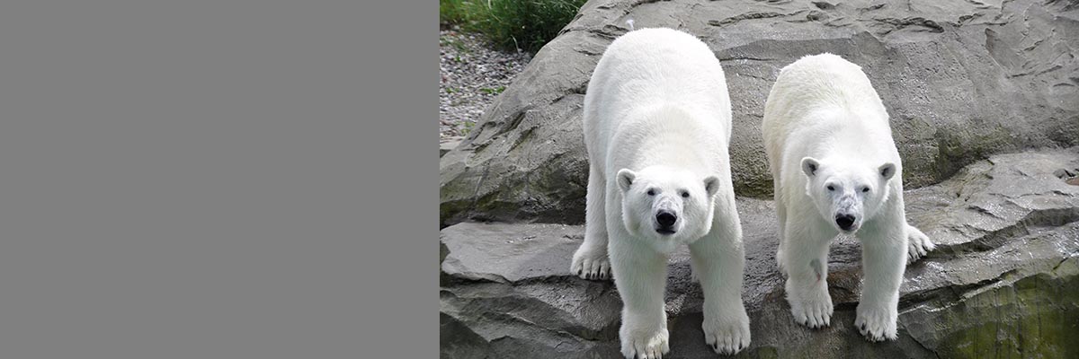Eisbären Sizzel und Noria im Polarium des Zoos Rostock